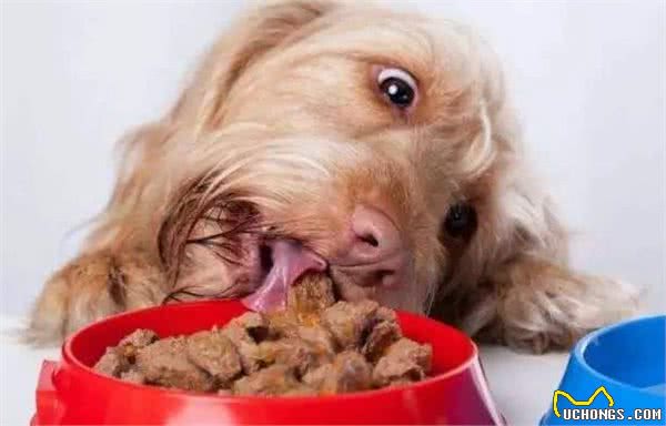 这几种易丧命的喂狗习惯,很多人还在犯