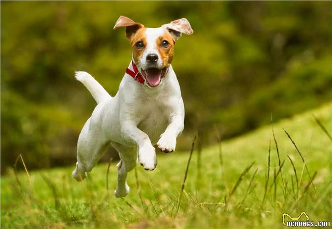 这几种易丧命的喂狗习惯,很多人还在犯