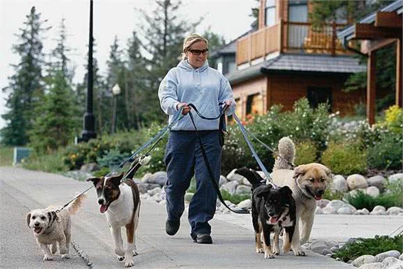 这几种易丧命的喂狗习惯,很多人还在犯