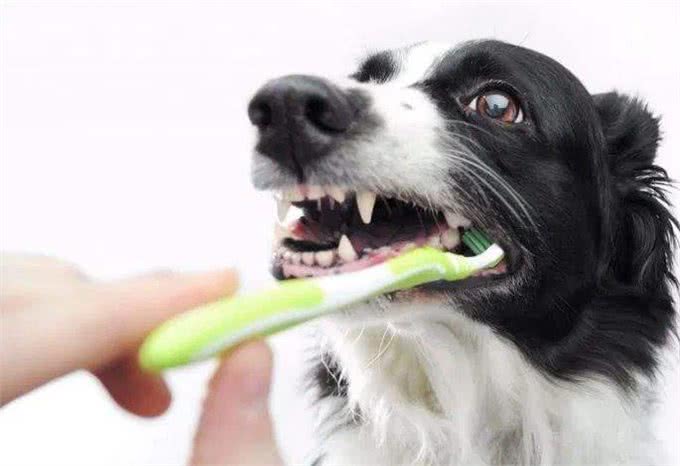 这几种易丧命的喂狗习惯,很多人还在犯