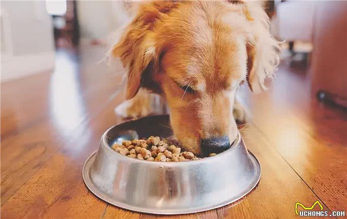 这几种易丧命的喂狗习惯,很多人还在犯