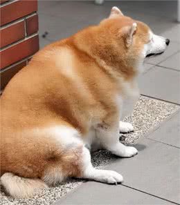 这几种易丧命的喂狗习惯，很多人还在犯