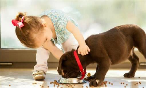 狗狗大胃王排行榜:谁最能吃?