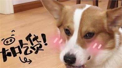 狗狗大胃王排行榜:谁最能吃?