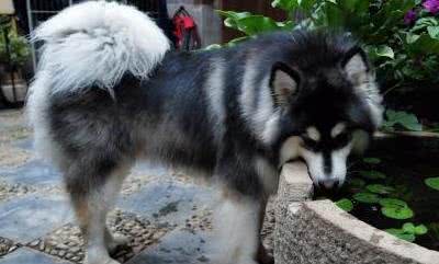 狗狗大胃王排行榜:谁最能吃?