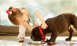 狗狗大胃王排行榜:谁最能吃?