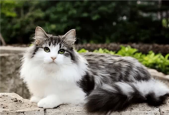 缅因的体型,布偶的长相,美短的智商!为何没人养挪威森林猫?