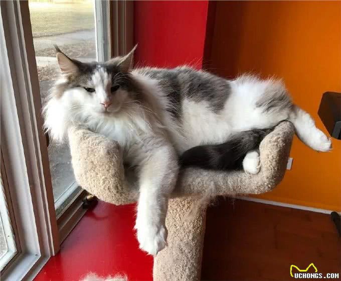 缅因的体型,布偶的长相,美短的智商!为何没人养挪威森林猫?