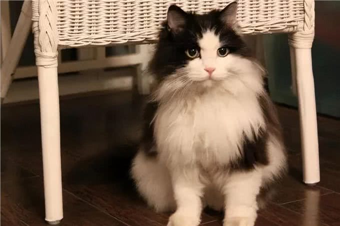 缅因的体型,布偶的长相,美短的智商!为何没人养挪威森林猫?