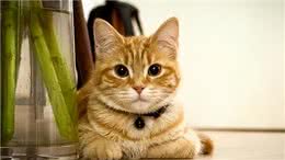 缅因的体型，布偶的长相，美短的智商!为何没人养挪威森林猫?