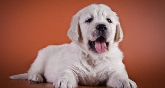 探索狗狗的智慧：它们的聪明才智背后的秘密