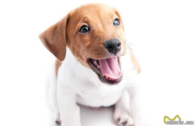 探索狗狗的智慧：它们的聪明才智背后的秘密