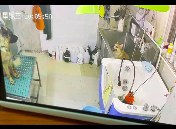 柯基在洗澡吹毛后，出现呼吸困难高烧症状，店家却一直没有理会!