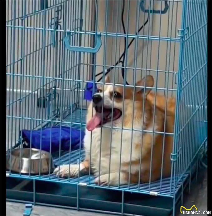 柯基在洗澡吹毛后，出现呼吸困难高烧症状，店家却一直没有理会!