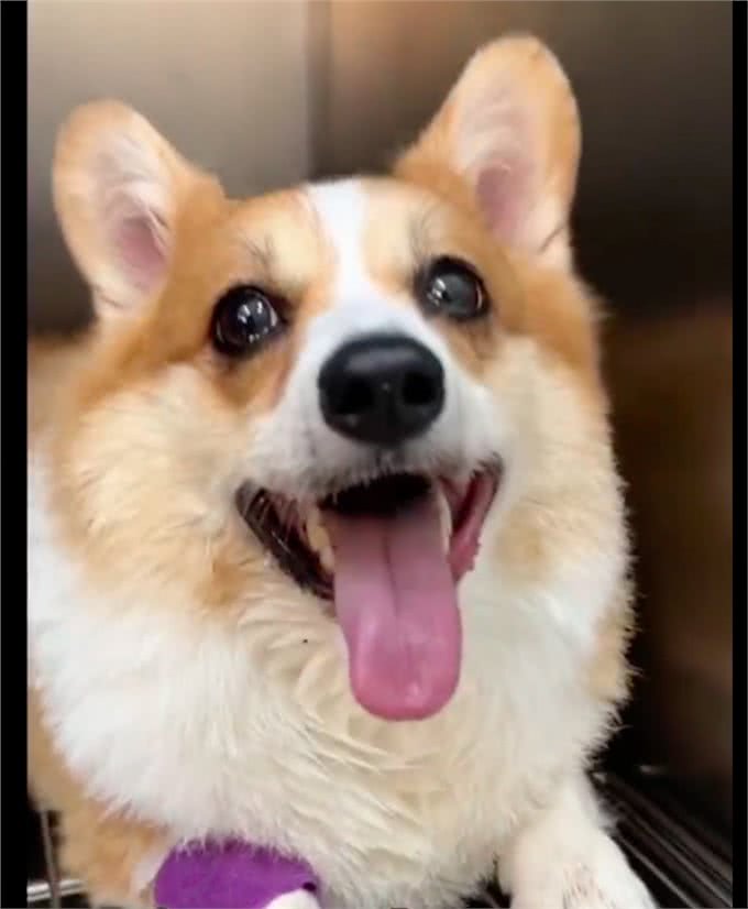 柯基在洗澡吹毛后，出现呼吸困难高烧症状，店家却一直没有理会!