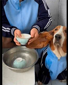 主人用狗耳朵洗碗，洗完后还把耳朵夹住晾晒，狗：下次摁点洗洁精