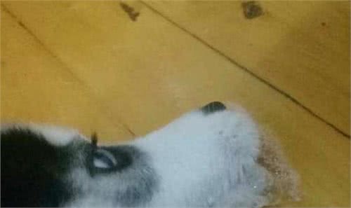 狗狗呕吐是怎么回事?该怎么办?