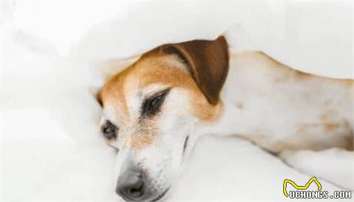 狗狗呕吐是怎么回事?该怎么办?