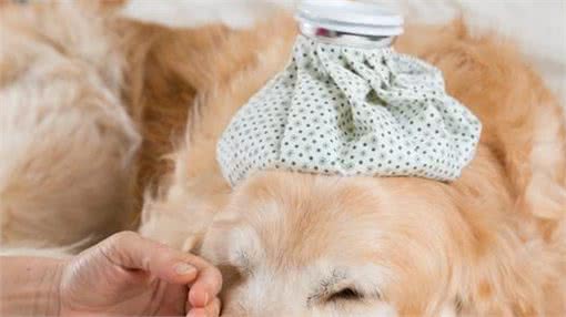 狗狗呕吐是怎么回事?该怎么办?