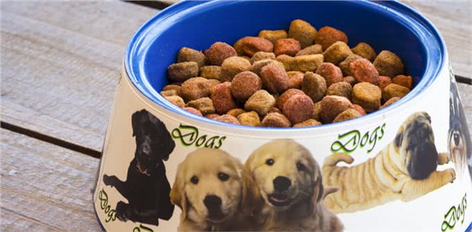 狗狗呕吐是怎么回事?该怎么办?