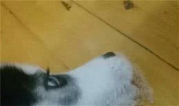 狗狗呕吐是怎么回事?该怎么办?