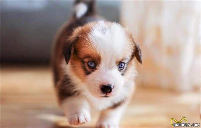 小狗起什么名字好听