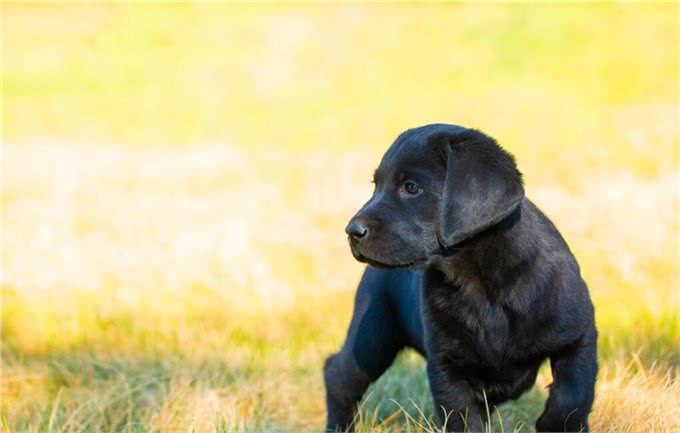 小狗起什么名字好听