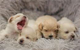 小狗起什么名字好听