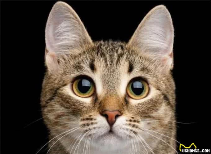 喵中之最狸花猫，如此优秀，但为啥很少有人饲养呢