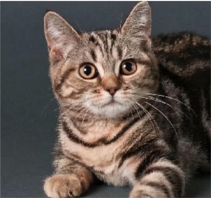 喵中之最狸花猫，如此优秀，但为啥很少有人饲养呢