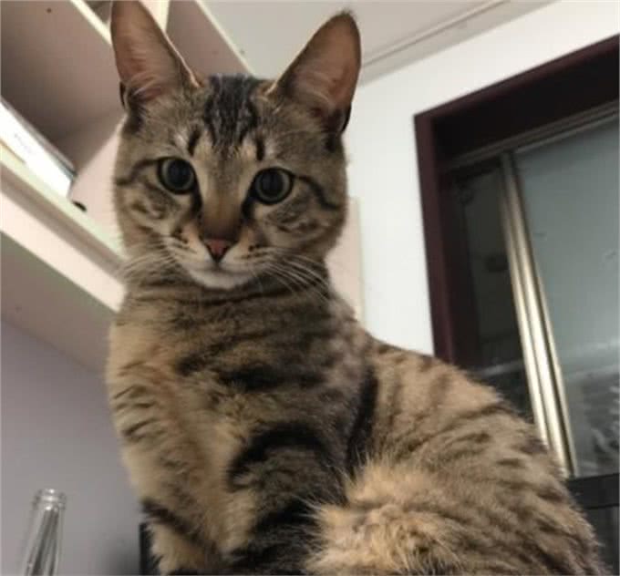喵中之最狸花猫，如此优秀，但为啥很少有人饲养呢