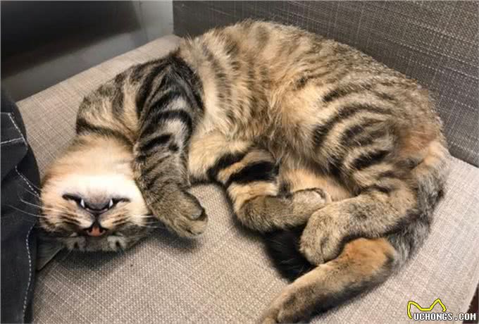 喵中之最狸花猫，如此优秀，但为啥很少有人饲养呢