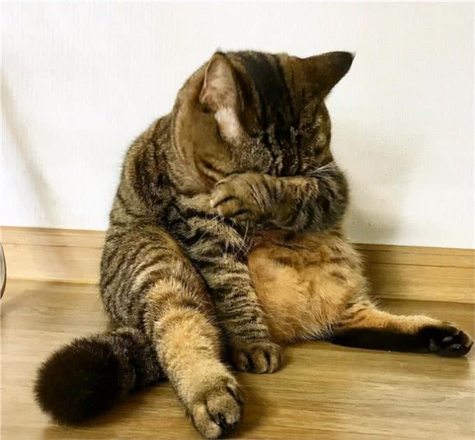 喵中之最狸花猫，如此优秀，但为啥很少有人饲养呢