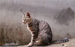 喵中之最狸花猫，如此优秀，但为啥很少有人饲养呢