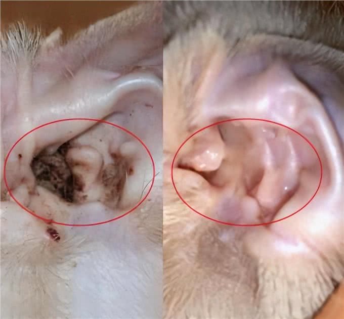 怎样预防狗狗耳螨?