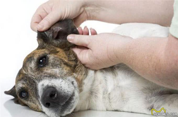 怎样预防狗狗耳螨?