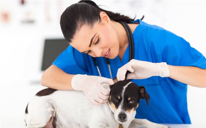 怎样预防狗狗耳螨?