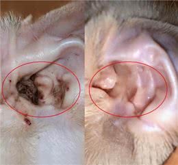 怎样预防狗狗耳螨?