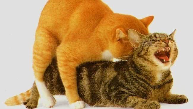 宠物绝育:你不知道的全过程