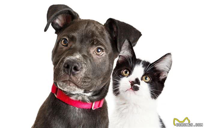 宠物绝育:你不知道的全过程