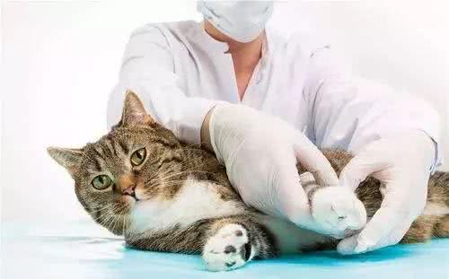 宠物绝育:你不知道的全过程