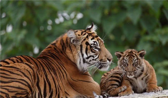 藏獒战斗力到底有多强?多少藏獒能干掉一只老虎?网友:至少20只