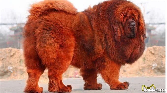 藏獒战斗力到底有多强?多少藏獒能干掉一只老虎?网友:至少20只