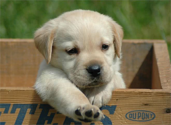 拉布拉多的优点多的数不过来，可怎么才能缓解它破坏家具的行为呢