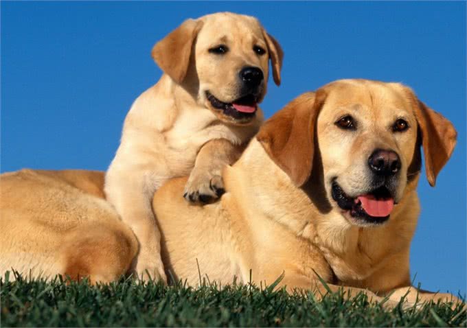 拉布拉多的优点多的数不过来，可怎么才能缓解它破坏家具的行为呢