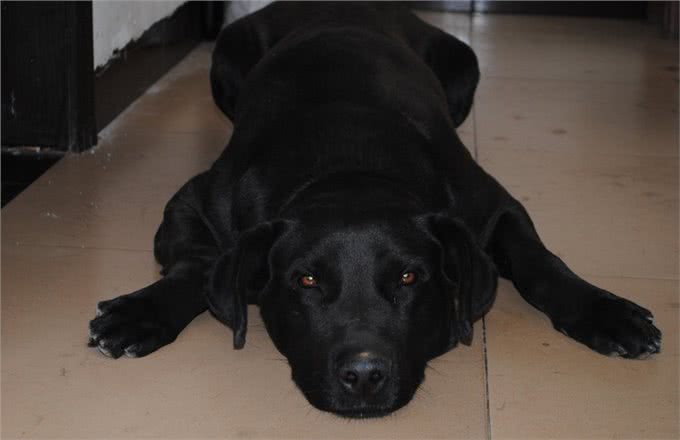 拉布拉多的优点多的数不过来，可怎么才能缓解它破坏家具的行为呢