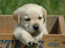 拉布拉多的优点多的数不过来，可怎么才能缓解它破坏家具的行为呢