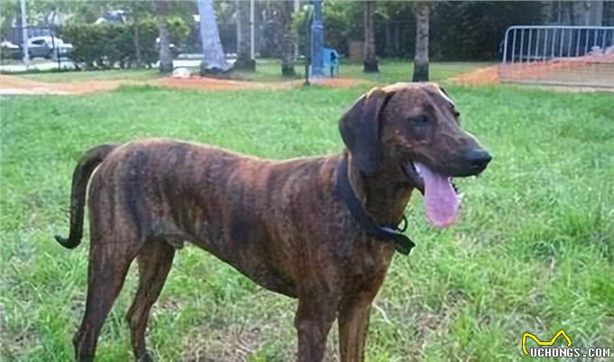 美国最威猛的猎犬!比特犬不是对手，街头恶霸犬只能靠边站