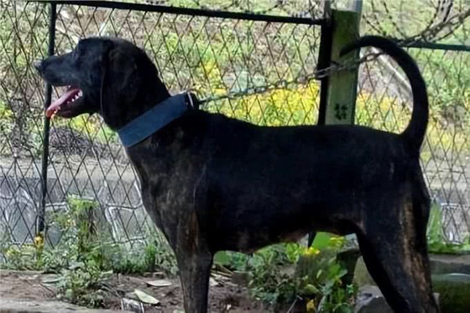 美国最威猛的猎犬!比特犬不是对手，街头恶霸犬只能靠边站