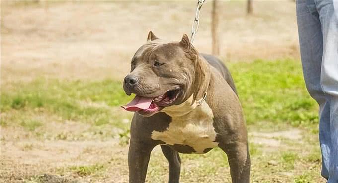 美国最威猛的猎犬!比特犬不是对手，街头恶霸犬只能靠边站